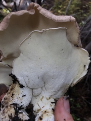 Albatrellaceae