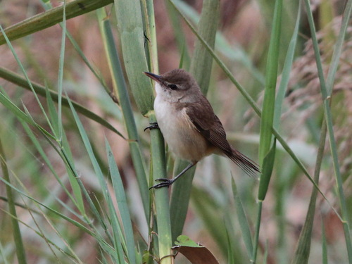 Blunt-winged Warbler (Acrocephalus concinens), photo 3