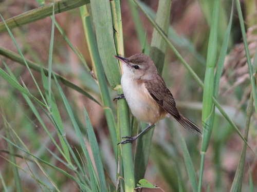 Blunt-winged Warbler (Acrocephalus concinens), photo 2
