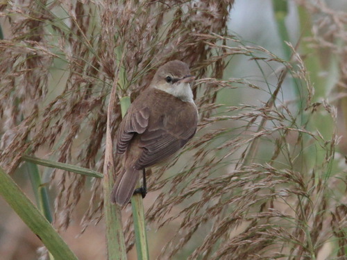 Blunt-winged Warbler (Acrocephalus concinens), photo 5