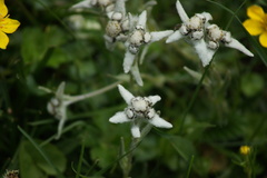 Leontopodium