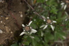 Leontopodium