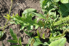 Berkheya umbellata