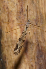 Discobola striata