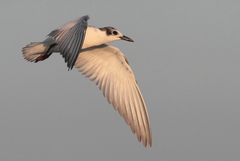 Whiskered Tern photo 5
