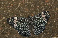 Hamadryas amphinome mazai