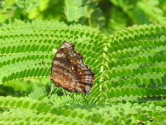 Junonia chorimene