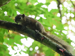 Callosciurus pygerythrus