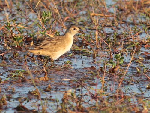 White-browed Crake (Poliolimnas cinereus), photo 7