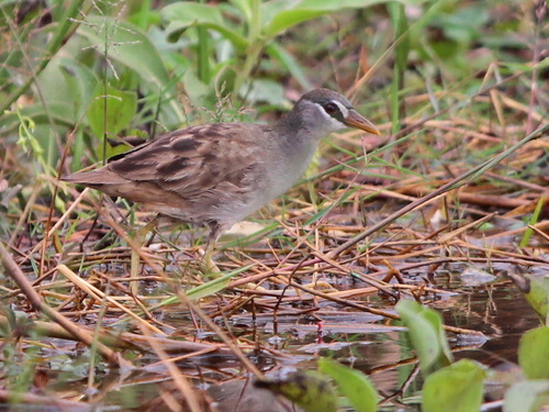 White-browed Crake (Poliolimnas cinereus), photo 5