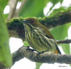 Dicaeum chrysorrheum