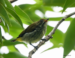 Dicaeum chrysorrheum