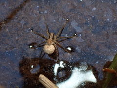 Pardosa laura