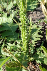 Berkheya umbellata