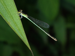 Agriocnemis pygmaea
