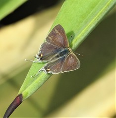 Hypolycaena philippus