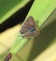 Hypolycaena philippus