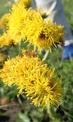 Berkheya umbellata