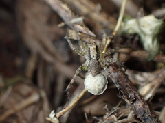 Pardosa laura