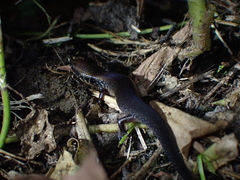 Ateuchosaurus chinensis