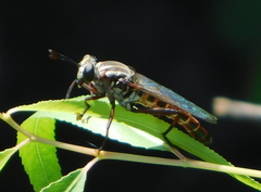 Stratiomydas