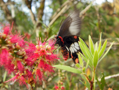 Pachliopta polydorus