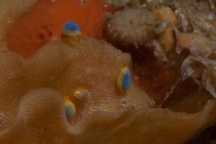 Gibberula dulcis