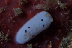 Mandelia mirocornata