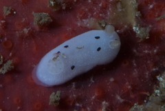 Mandelia mirocornata