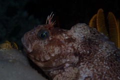 Parablennius cornutus