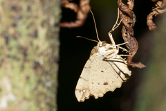 Chalastra pellurgata