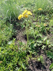 Berkheya umbellata