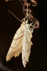 Chalastra pellurgata