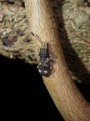 Eucorynus crassicornis