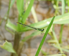 Agriocnemis kalinga
