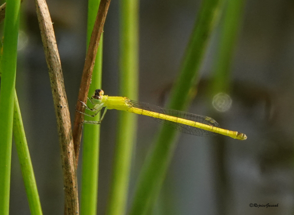 Hooded Dartlet