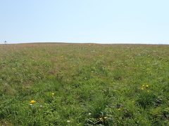 Berkheya umbellata