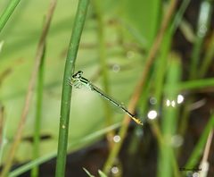 Agriocnemis kalinga