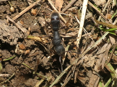 Pseudoneoponera rufipes