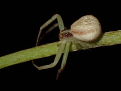 Ebrechtella pseudovatia