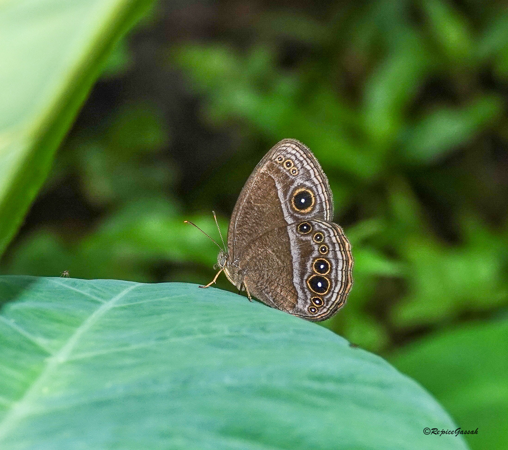 Mycalesis inopia
