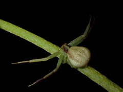 Ebrechtella pseudovatia