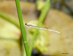 Agriocnemis lacteola