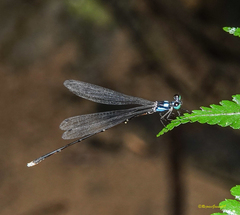 Coeliccia bimaculata