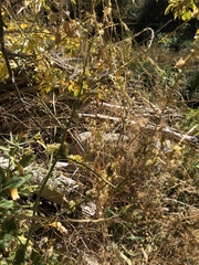 Cuscuta subinclusa
