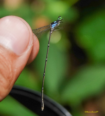 Coeliccia bimaculata