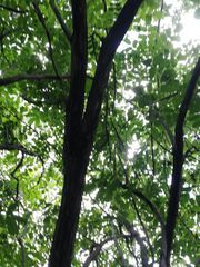 Comocladia macrophylla