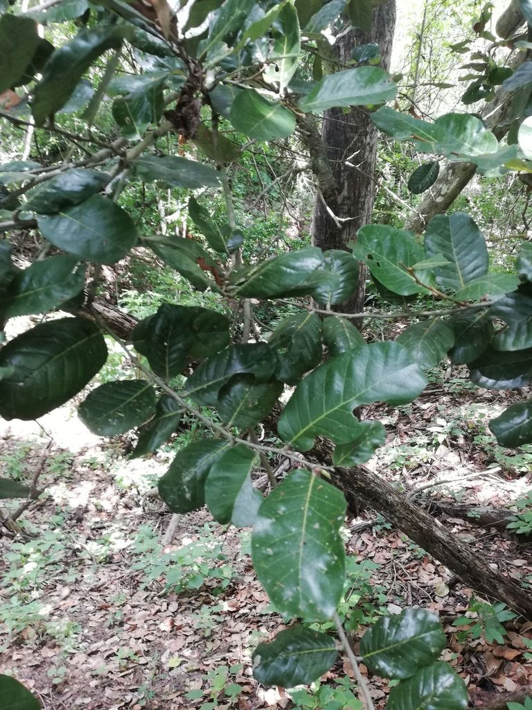 Microdesmia arborea; photograph Carlos Domínguez-Rodríguez, CC BY, iNaturalist via GBIF