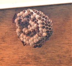 Ropalidia guttatipennis