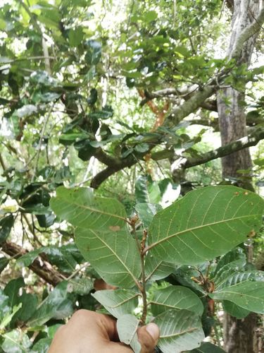 Microdesmia arborea, photograph 1